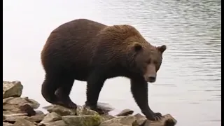 Grizzly Bear Gets Too Close for Comfort | Deep into the Wild | BBC Earth
