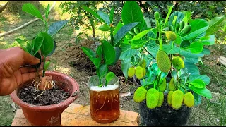 A special method of growing jackfruit in aloe vera sponge to stimulate faster rooting