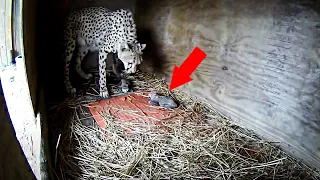 Puppy was thrown into a CHEETAH’S Cage, and that's what happened next...