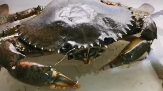 Build a Mud crab Farm in Your House!!!