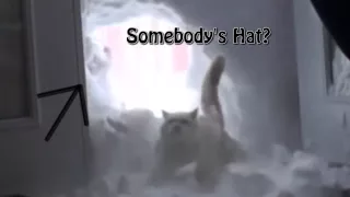 I threw my cat through the snowbank (My cat jump through the snowbank)