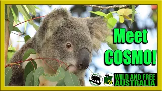 Gorgeous new koala   |    Australian all over      |     Cosmo