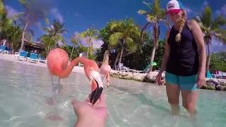 Hand Feeding Flamingos and Iguana in Aruba!
