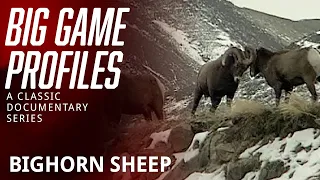Big Game Profiles - Bighorn Sheep