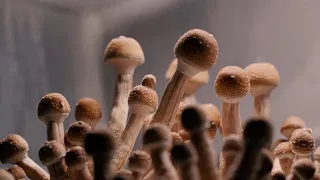 GOLDEN TEACHER (mushroom growing TIME LAPSE)