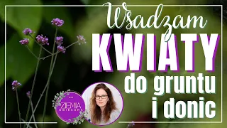 Sadzę KWIATY do gruntu i donic