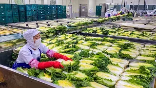 엄마처럼 깨끗이 씻는다! 믿고 먹는 김치공장 몰아보기 역대급 대량생산의 현장 KIMCHI FACTORY / Korean food