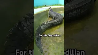 Largest Crocodile ever captured is terrifying… Meet “LoLong”
