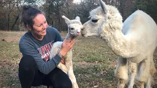 SHOCKING Baby Alpaca Surprise! You Will NOT Believe THIS!