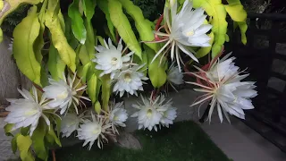 Epiphyllum oxypetalum (Belle de Nuit or Queen of the Night) TimeLapse