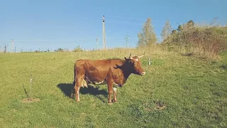 Корова айрширской породы.
