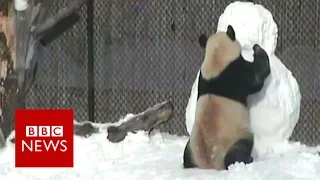 Giant panda vs snowman - BBC News