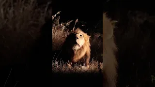 Male Lion's Nighttime Call