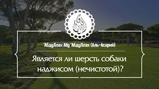 Является ли шерсть собаки наджисом (нечистотой)?