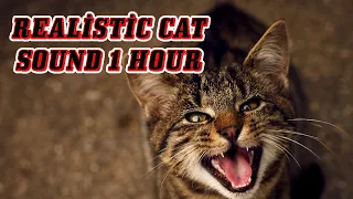 CAT MEOW SOUND / 1 Hour of Cat Meowing / REALİSTİC CAT SOUND 1 HOUR  [2023]