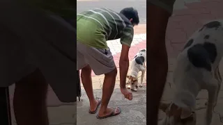 Always feed some food to Street dog 🐕 God will bless you 🙏 #shorts #trending #viral #motivation