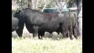 Texas Angus QLD Bulls to sell at Triple B Brangus Bull Sale