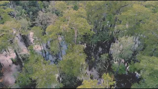 Ancient Bald Cypress of Black River, North Carolina