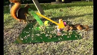 Squirrel "SHOOTS" a slinky at Chipmunk