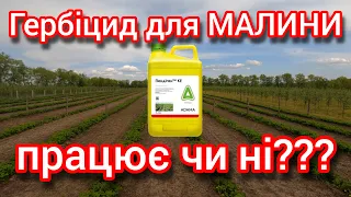 Гербіцид для МАЛИНИ. ПЕНДІГАН показую як він працює і взагалі працює він чи ні?