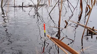 Рыбалка на поплавок в апреле.Отличный клёв. Весенняя рыбалка.