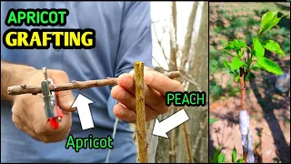 How to graft apricot on peach | Apricot Grafting in peach