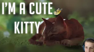 I am the cutest cat around | Stray