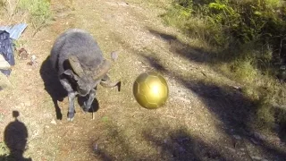 Playing ball with the Angry Ram