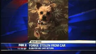 Yorkie dog stolen out of owner's car in Dearborn Heights