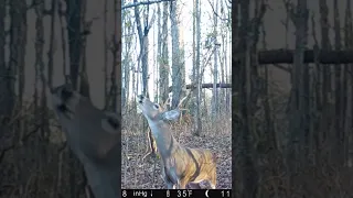 Young Buck checking Rope Scrape #deerhunting #deerseason #hunting #shorts #deer #whitetailbuck