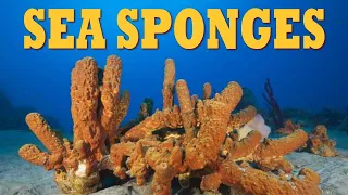 Sea Sponges | All About Sponges | What Is a Sponge? | The Wonderful World of Invertebrates