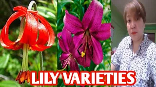 LILY VARIETIES / MARGIE PULIDO VLOGS