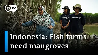 Indonesia: Mangrove forests help fish farmers | Global Ideas