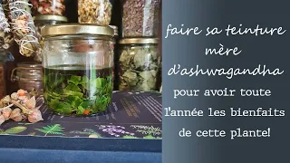 Faire sa teinture mère d'ashwaghanda