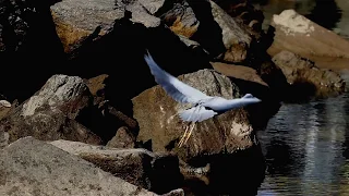 White faced Heron - 18 08 2018