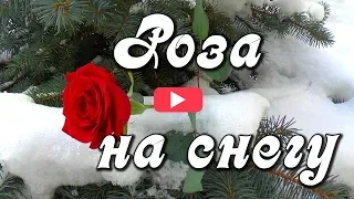 Роза на снегу. Красивая музыкальная открытка.