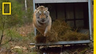 Amazing Slow-Mo: Rare Tiger Released Into Wild | Short Film Showcase