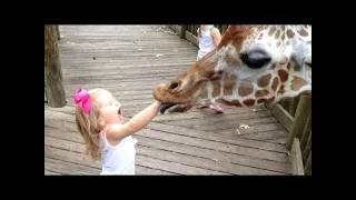 FORGET CATS  Funny KIDS vs ZOO ANIMALS are WAY FUNNIER    TRY NOT TO LAUGH