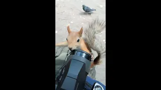 Белка пришла за орешками / The squirrel came for nuts