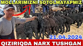 QIZIRIQ JAXON MOLBOZORDA QO'YLAR NARXLARI TUSHIB KETTI 21.04.2024