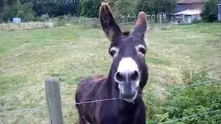 Oscar the Donkey who cries like a baby