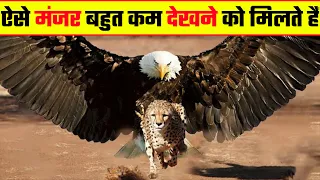 दुनिया के 10 सबसे बड़े पक्षी | The World's Top 10 Largest Birds