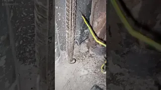 snake was electrocuted see till the end