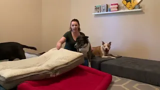 Bella, Zoe, and Ace Review the Big Barker Bed