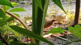 Jangal Birds || Forest birds