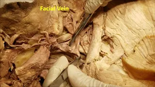 SUPERFICIAL NECK VEINS and Anatomical Variations – Sanjoy Sanyal