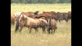 Двух лошадей сбил водитель самосвала в Хабаровском районе.Mestoprotv