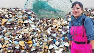 [English sub] Xiao Zhang is driving the sea, and there are too many clams on the beach! The stone i