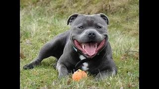 27 Pros and Cons of Owning a Staffordshire Bull Terrier