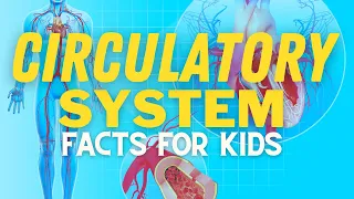 Circulatory System For Kids | How Does Your Heart Work